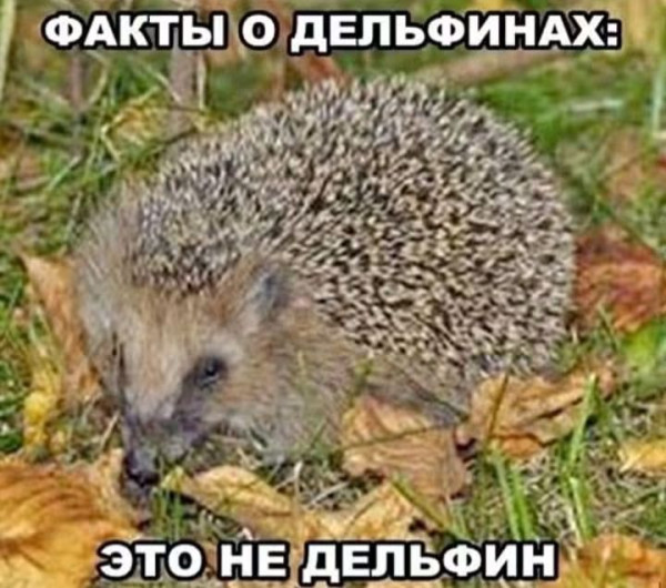 Мем, Jonas