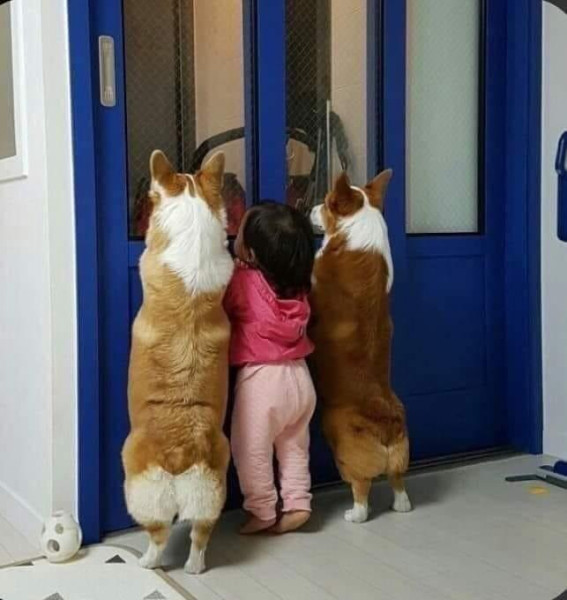 Мем, Антиклептократ