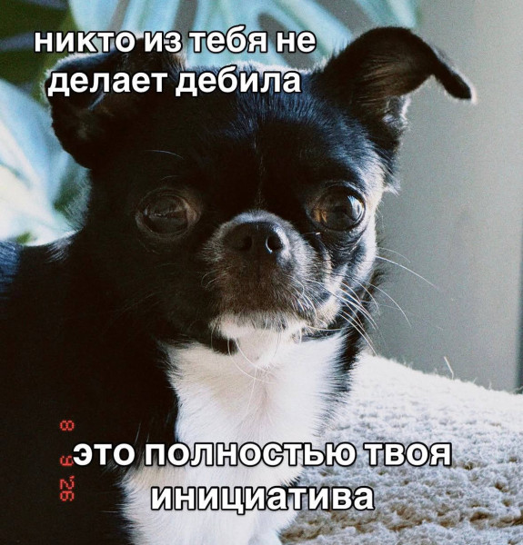 Мем, Максим Камерер