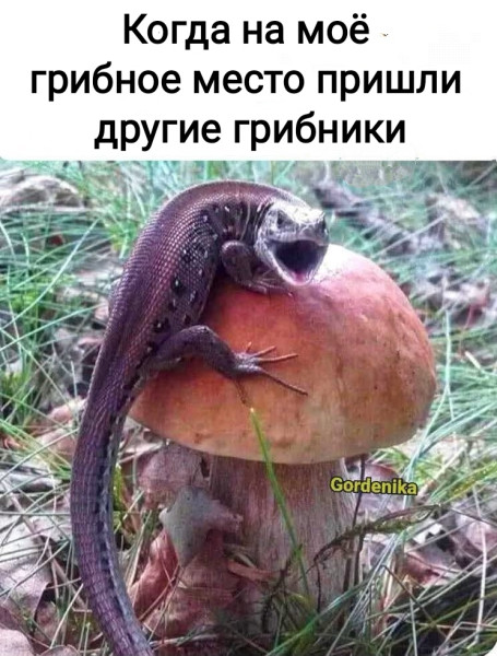 Мем, Рысь