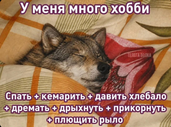 Мем, Кот Отморозкин