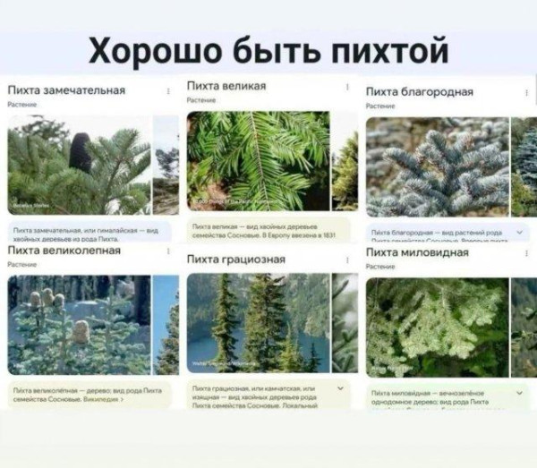 Мем, Антиклептократ