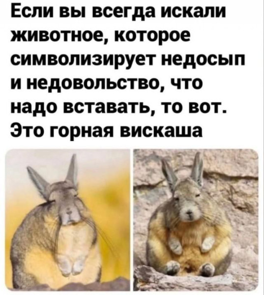 Мем, Bassplayer Мем, Bassplayer