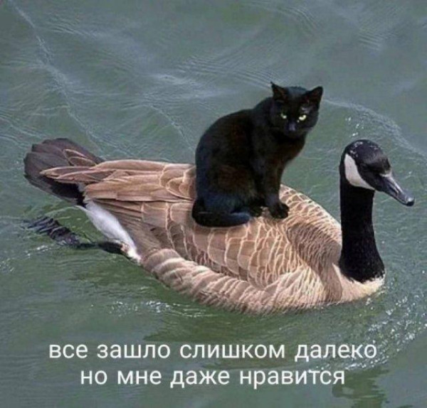 Мем: Всё... далеко,, Антиклептократ Мем: Всё... далеко,, Антиклептократ