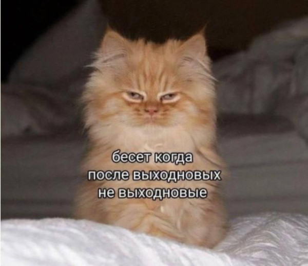 Мем, Bassplayer