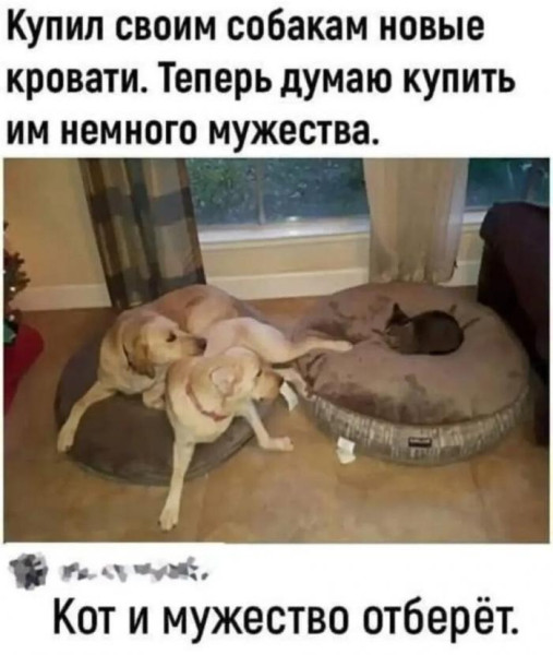 Мем, Антиклептократ