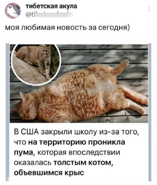 Мем, Антиклептократ