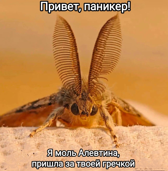 Мем, Рысь