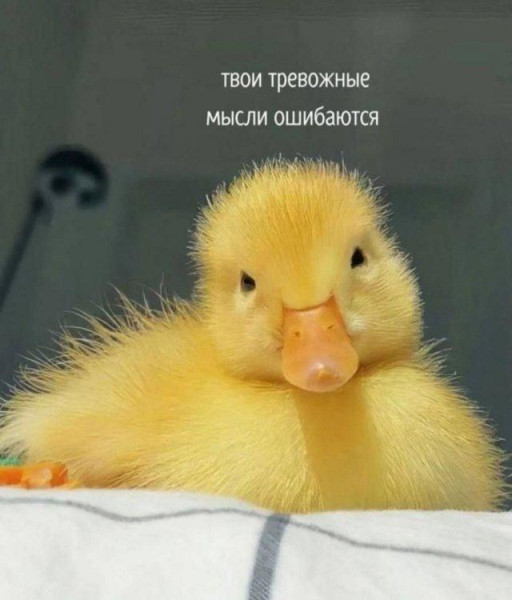 Мем, Bassplayer Мем, Bassplayer