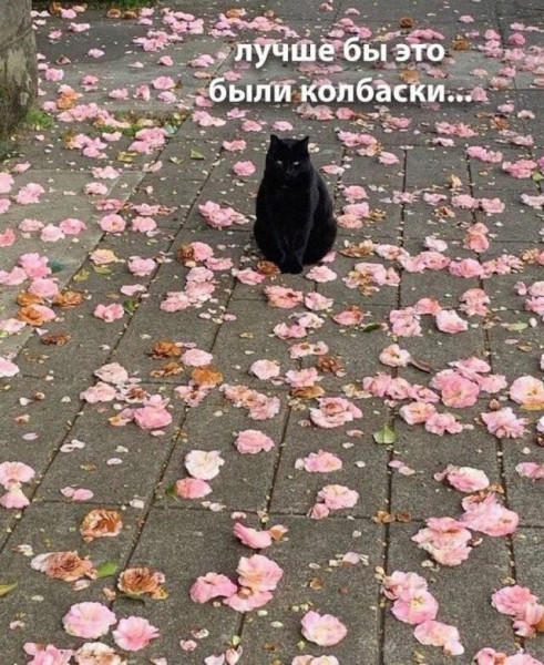 Мем, Антиклептократ Мем, Антиклептократ