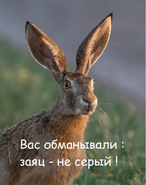 Мем: Вас обманывали, Асталависта Сеньора Мем: Вас обманывали, Асталависта Сеньора