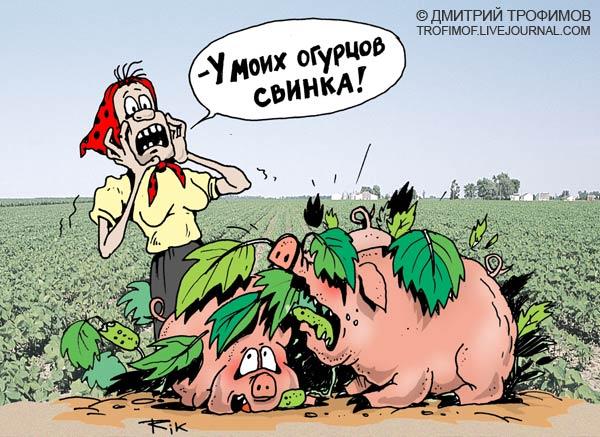 Карикатура: Свинка, Трофимов Дмитрий