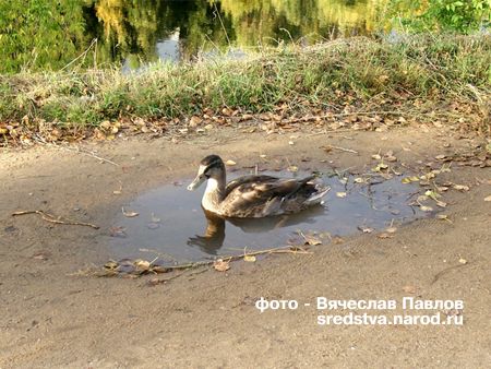 Карикатура: это мой пруд, SREDSTVA